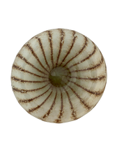 Shell skål, brunt sand